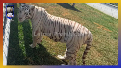 En Cateo: Asegura 135 animales exóticos y 68 mil litros de diésel