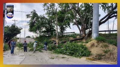 Cae otro árbol gigante; es el segundo en menos de 48 horas