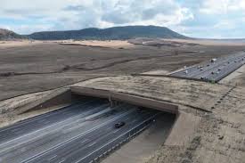 El puente para fauna silvestre más grande de Norteamérica da resultados: reduce en 91 por ciento los atropellamientos de animales en Colorado
